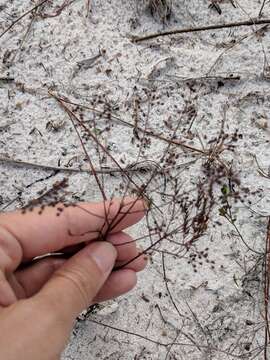 Image of Sandhill Pinweed