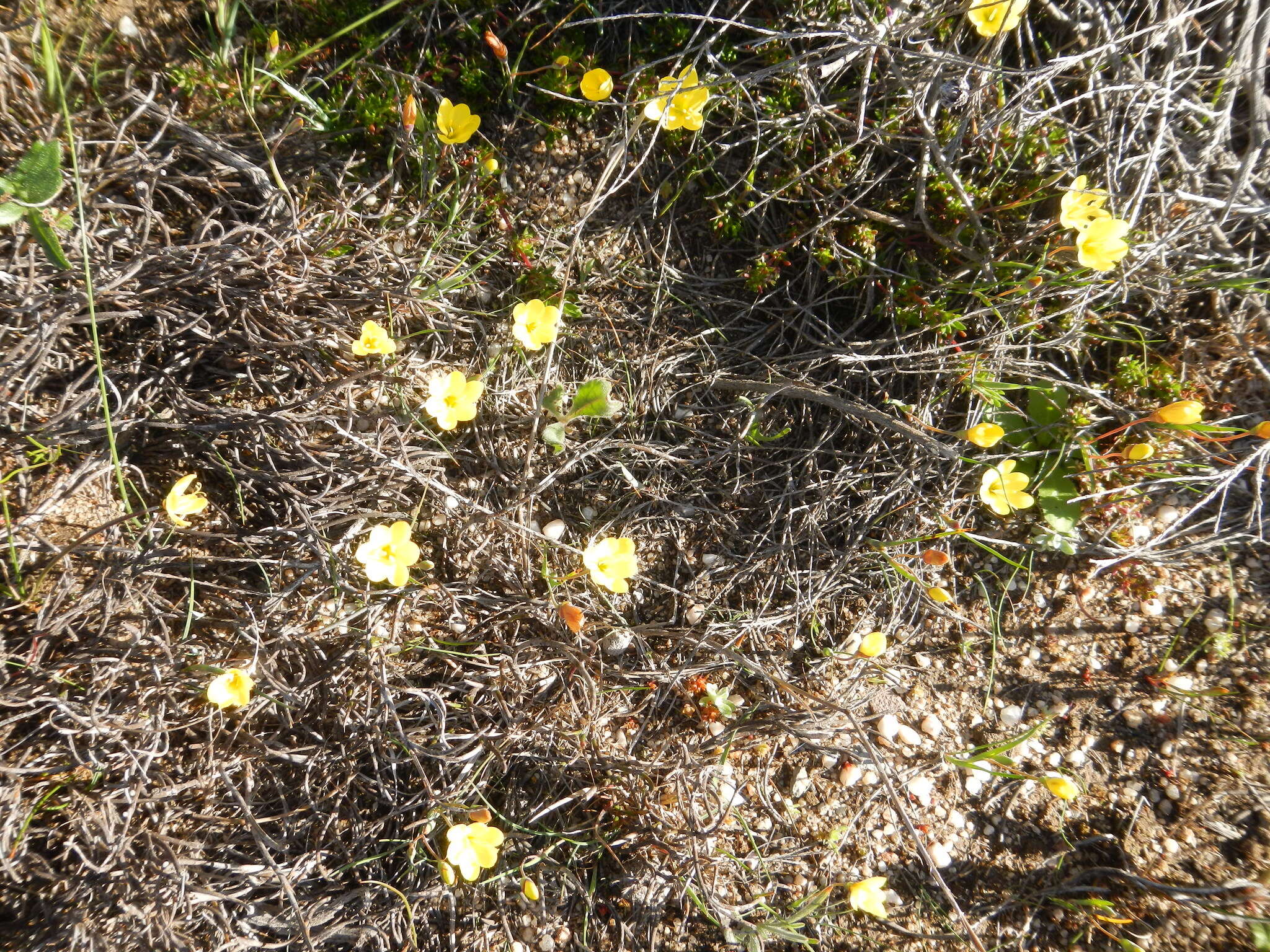 Image of Geissorhiza ornithogaloides Klatt