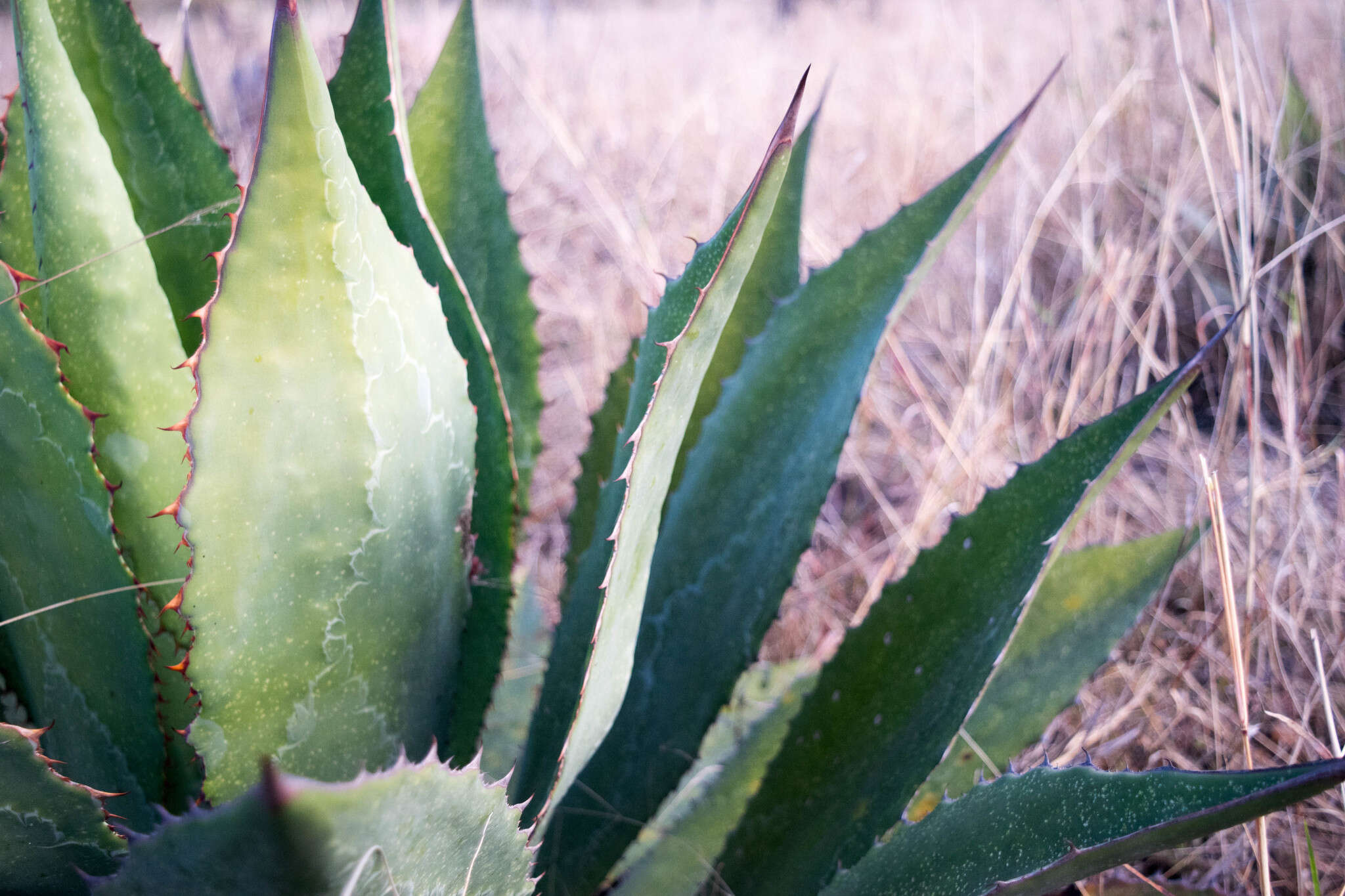 Слика од Agave maximiliana var. katharinae (A. Berger) Gentry