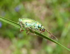 Plancia ëd Phyllobius (Phyllobius) arborator (Herbst 1797)