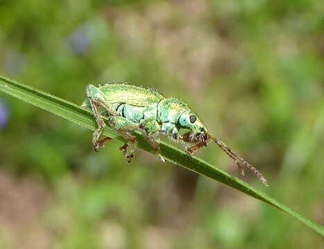 صورة Phyllobius (Phyllobius) arborator (Herbst 1797)