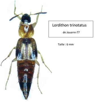 Imagem de Lordithon trinotatus (Erichson 1839)