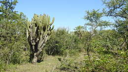 Image of Toothpick Cactus