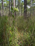 Imagem de Asclepias connivens Baldw. ex Ell.