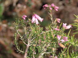 Image of Erica australis subsp. aragonensis