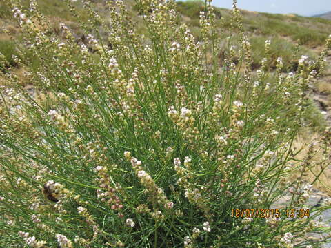 Image of Reseda complicata Bory