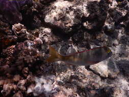 Image of Pacific yellowtail emperor