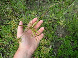 Image of Pond Flat Sedge