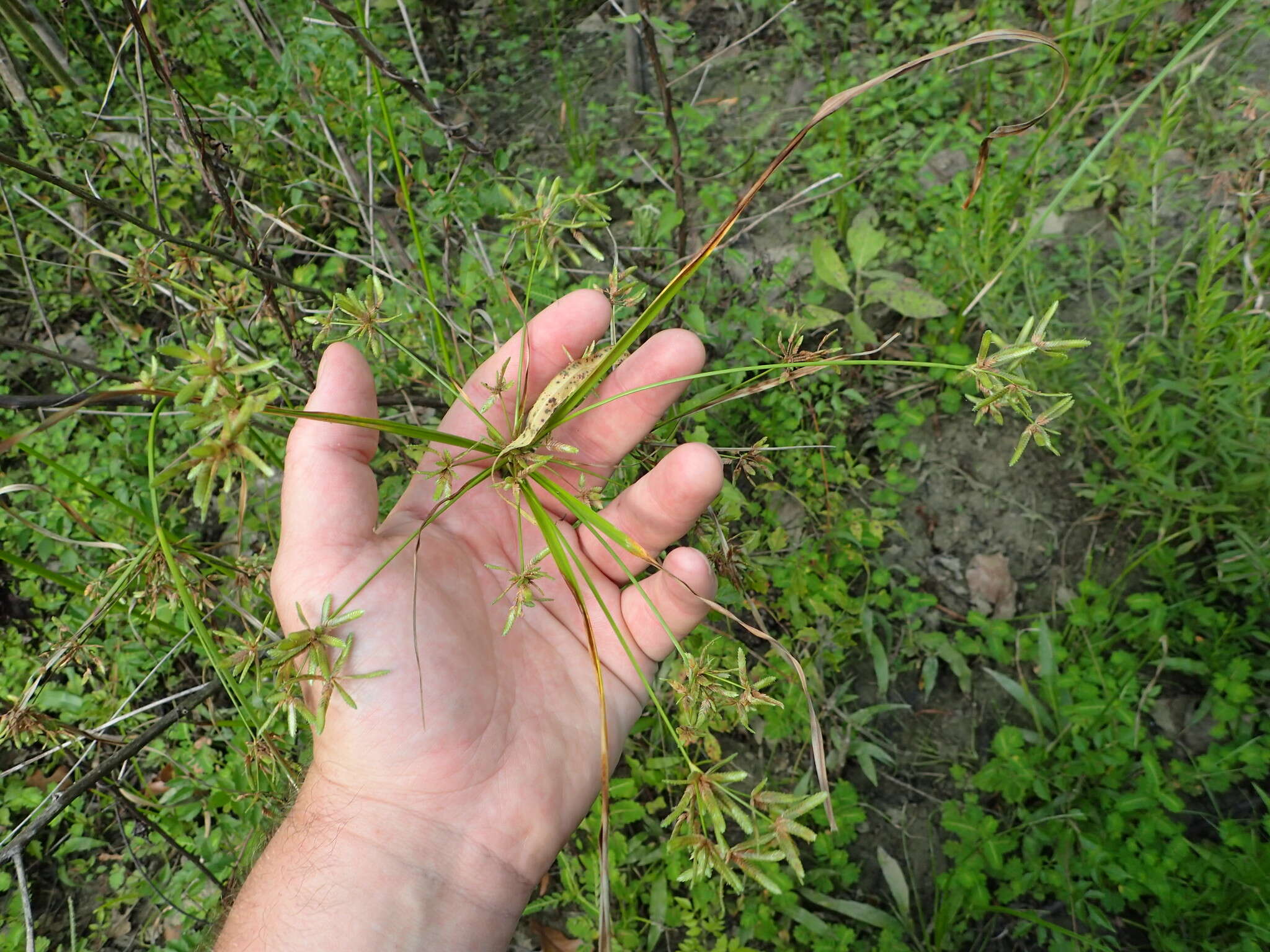 Image of Pond Flat Sedge