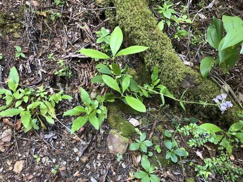 Image of Rattan's beardtongue