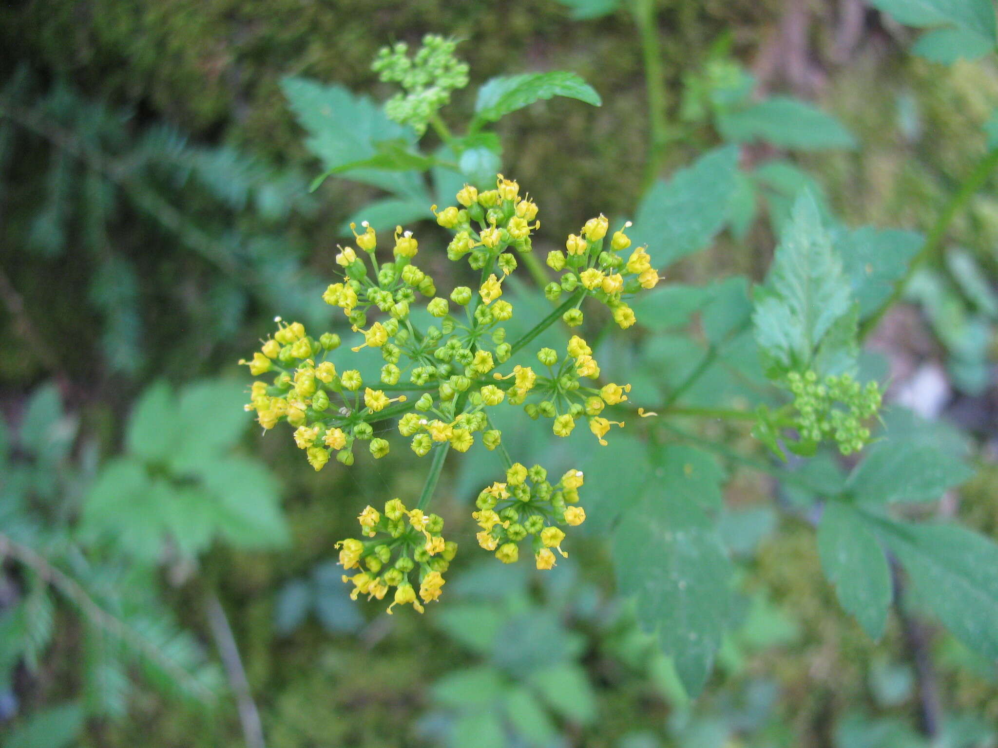 Image of Thaspium barbinode (Michx.) Nutt.