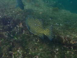 Image of Gobius caninoides