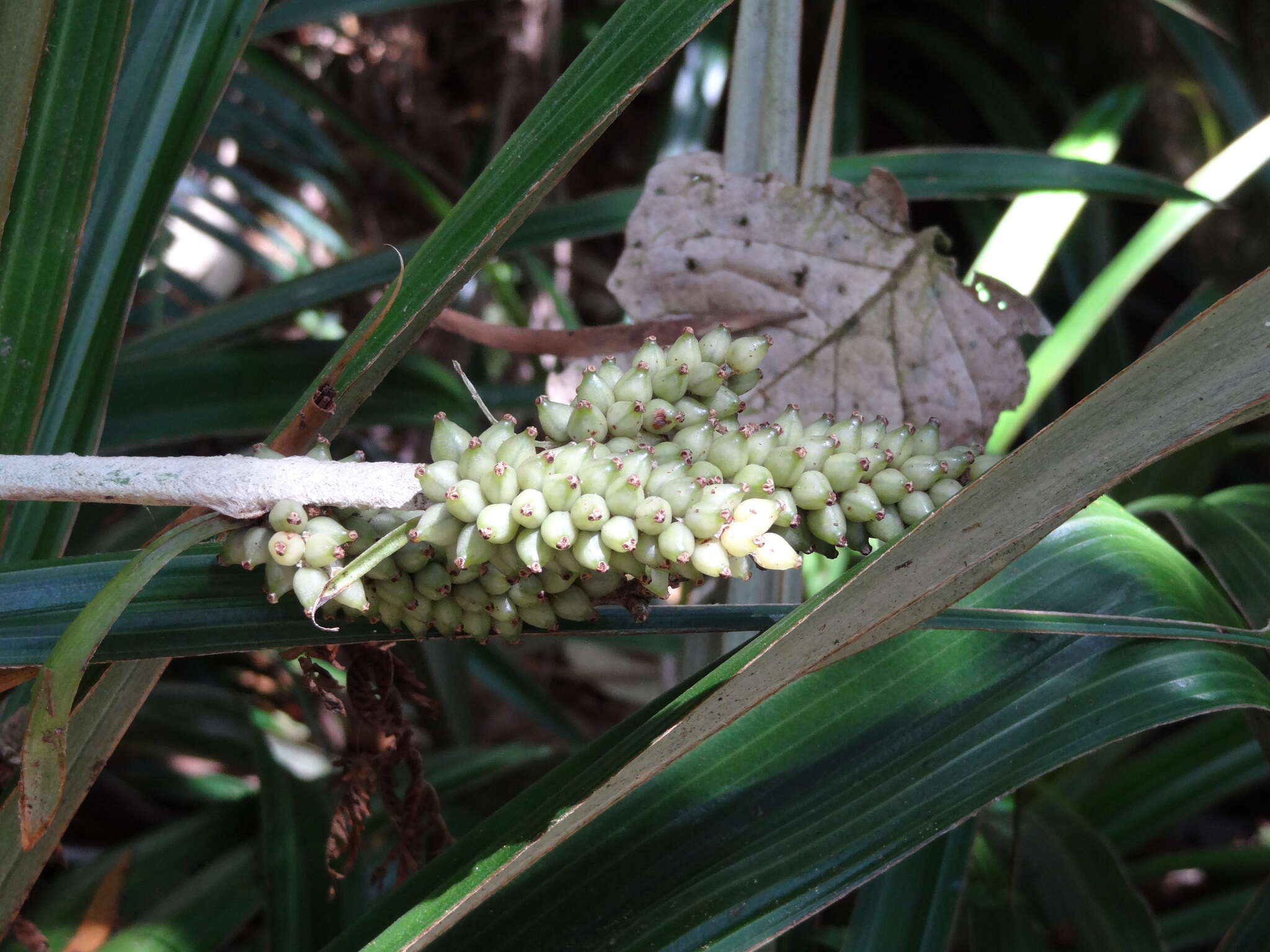 Astelia hemichrysa (Lam.) Kunth resmi