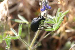 Image of Cordylospasta