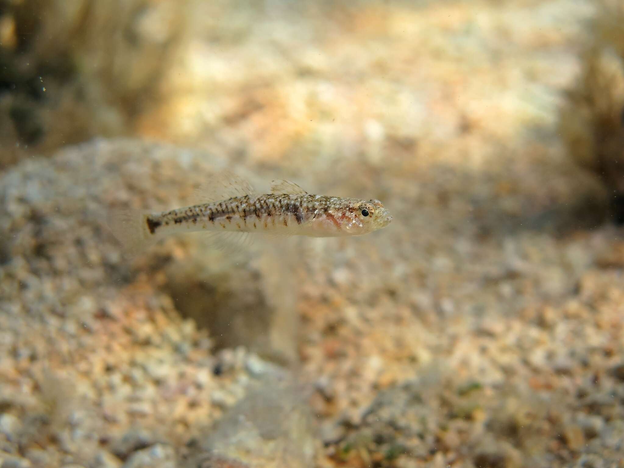 Pomatoschistus quagga (Heckel 1837) resmi