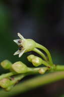 Image of California buckthorn