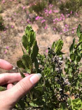 Imagem de Hazardia squarrosa var. grindelioides (DC.) W. D. Clark