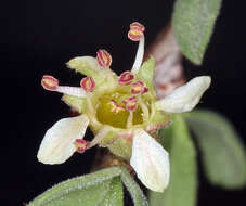 Prunus fasciculata subsp. fasciculata resmi