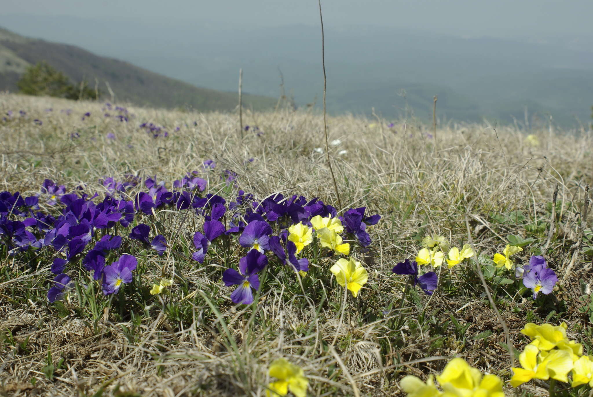 Viola oreades Bieb. resmi