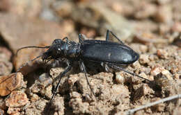 Image of Cicindela (Cicindela) plutonica Casey 1897