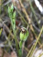 Слика од Pterostylis rubescens (D. L. Jones) G. N. Backh.