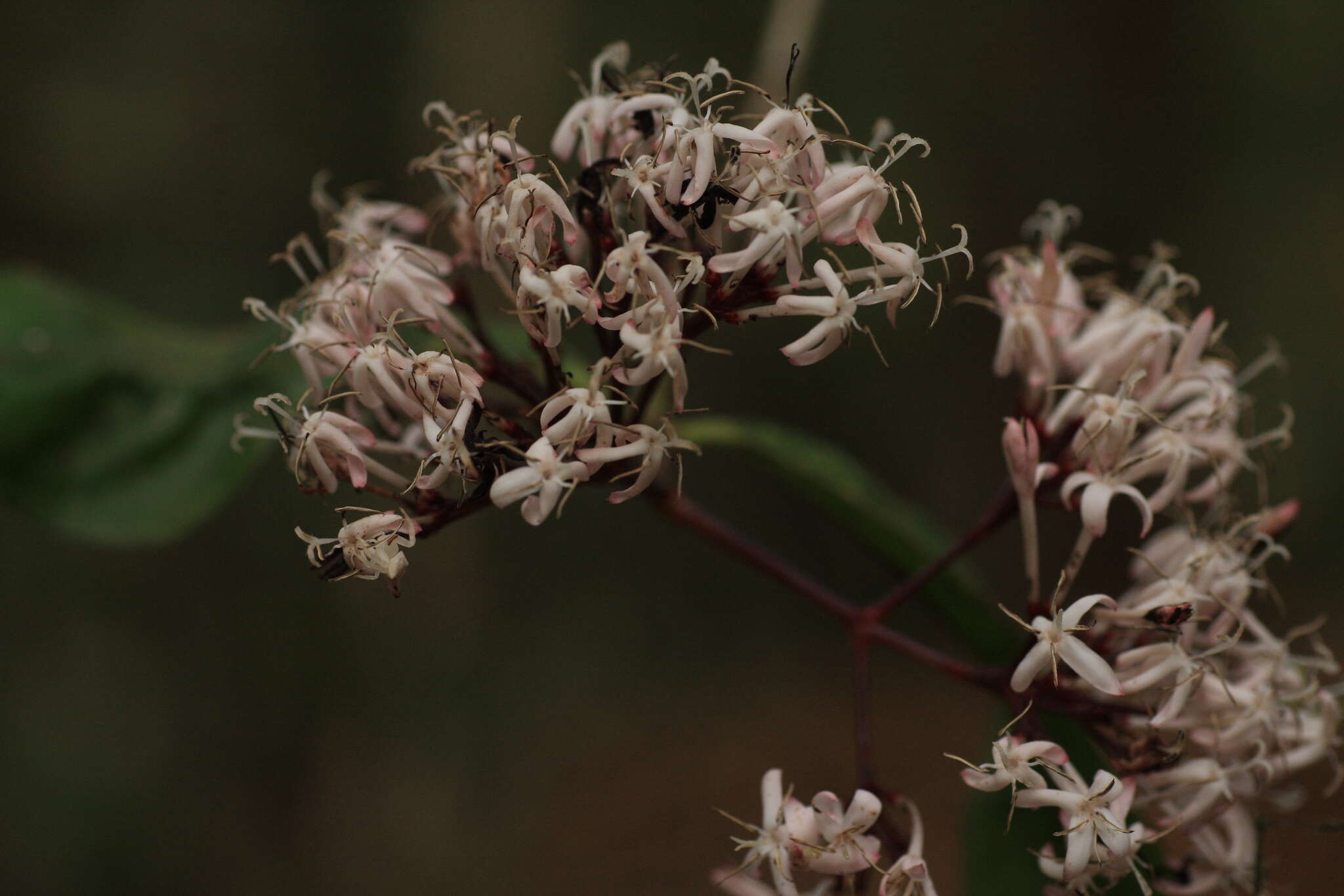 Image of Ixora nigricans R. Br. ex Wight & Arn.