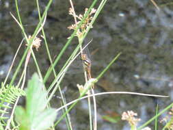 Image of Sympetrum speciosum Oguma 1915