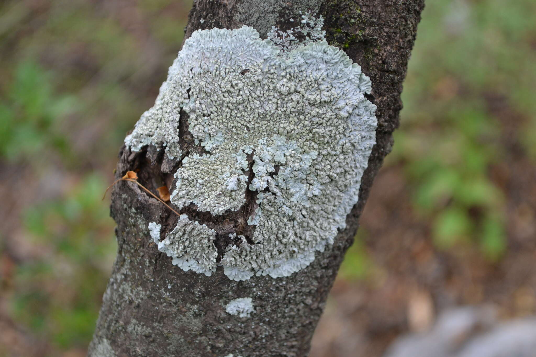 Image of dirinaria lichen