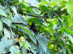 Image of Slaty Spinetail