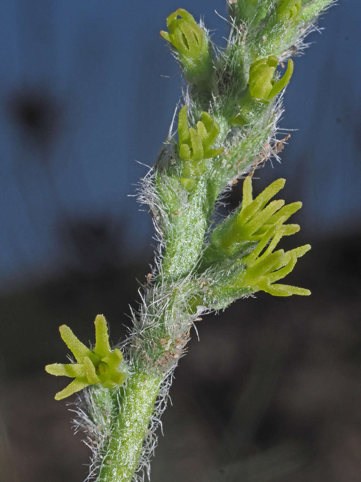 Imagem de Holothrix cernua (Burm. fil.) Schelpe