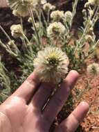 Ptilotus clementii (Farmar) Benl的圖片