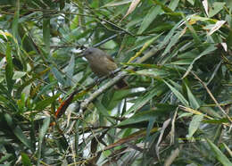 Image of Brown-cheeked Fulvetta