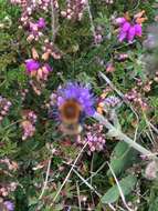 Imagem de Bombus muscorum (Linnaeus 1758)