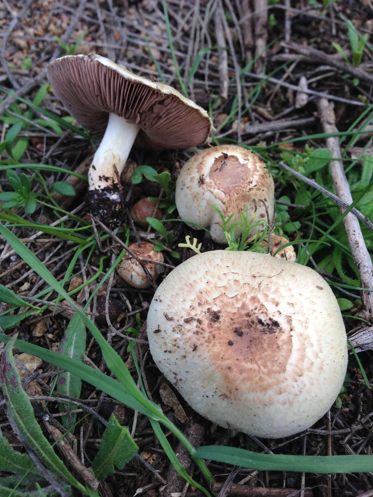 Image of Agaricus kerriganii L. A. Parra, B. Rodr., A. Caball., M. Martín-Calvo & Callac 2013