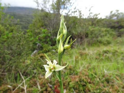 Image of Gavilea araucana (Phil.) M. N. Correa