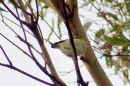 Image of Forty-spotted Pardalote