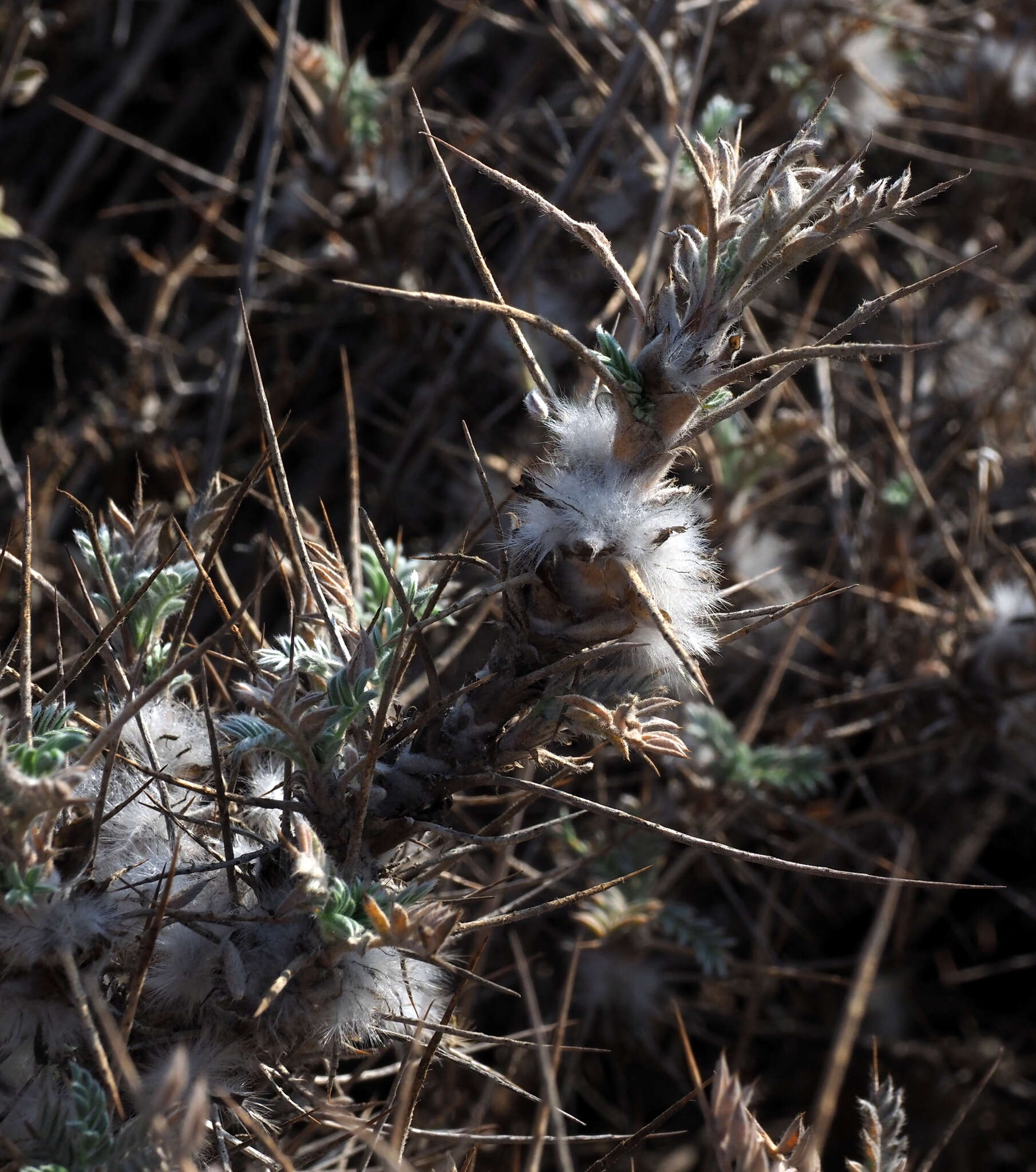 Imagem de Astragalus bethlehemiticus Boiss.