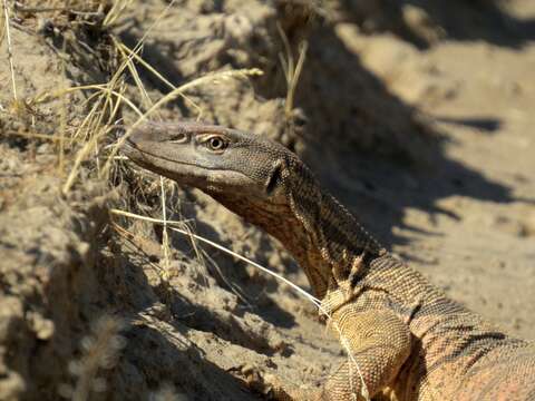 Слика од Varanus griseus caspius (Eichwald 1831)