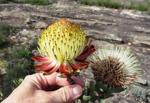 Image of Protea glabra Thunb.