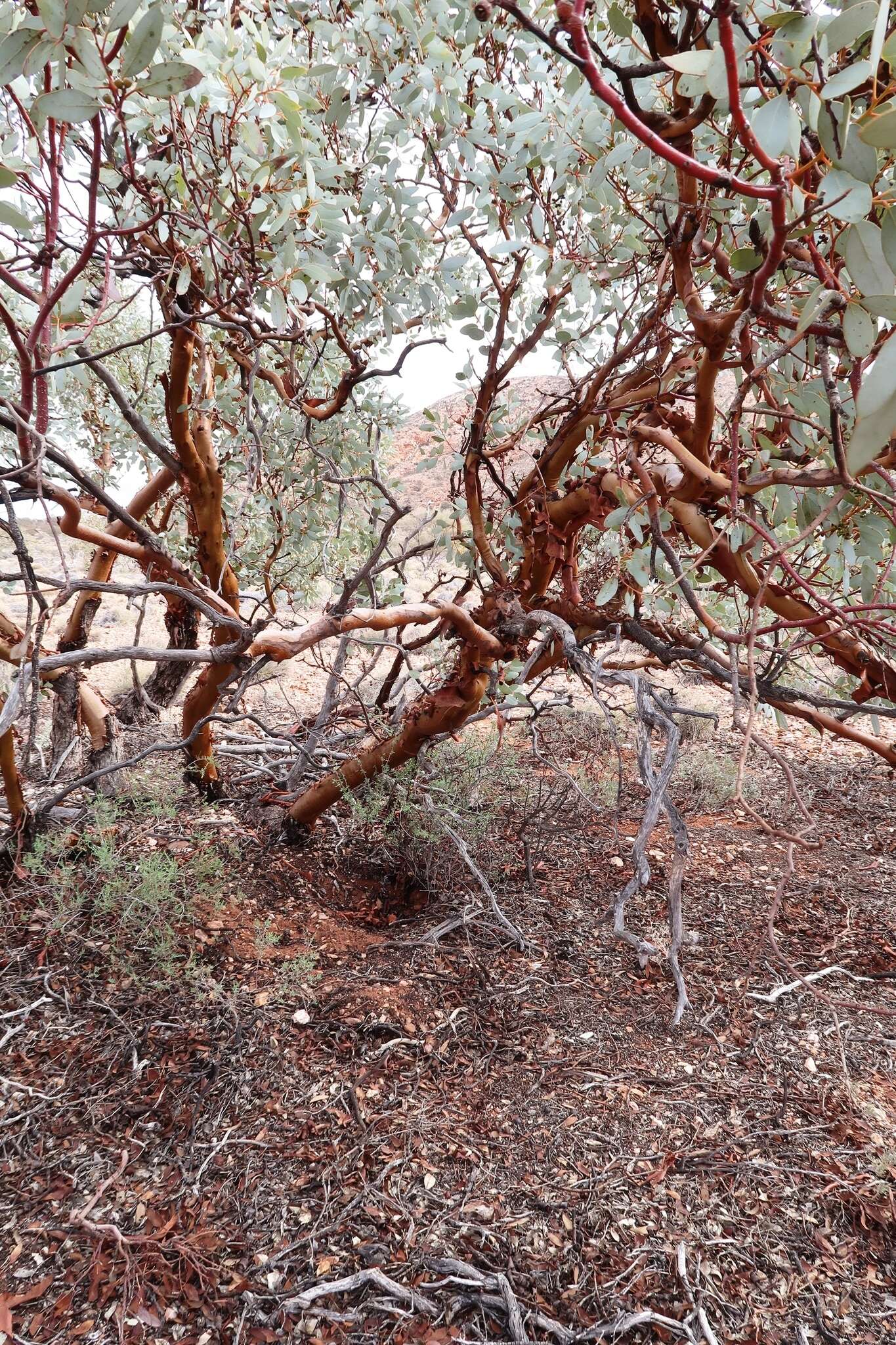 صورة Eucalyptus trivalva Blakely