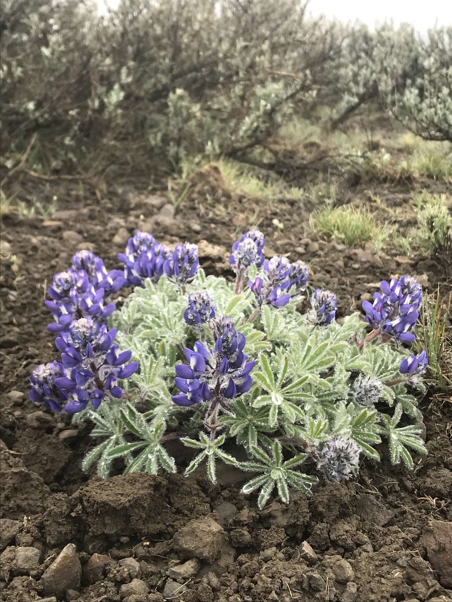 Слика од Lupinus saxosus Howell