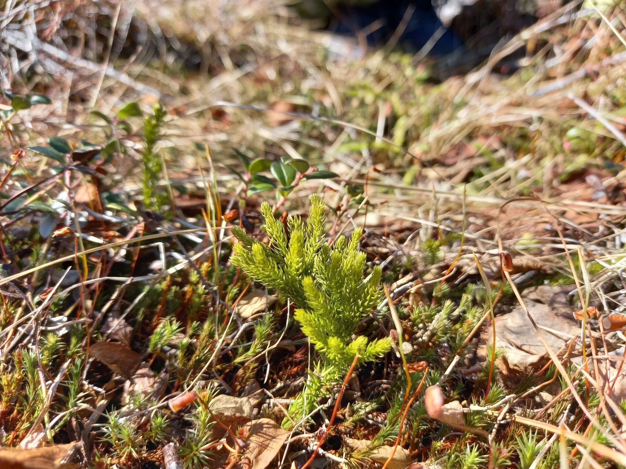 Image of Dendrolycopodium juniperoideum (Sw.) A. Haines