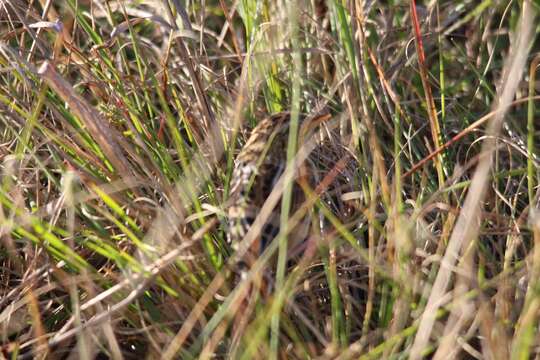 Слика од Cisticola textrix (Vieillot 1817)