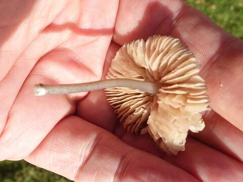 Image of Entoloma exile (Fr.) Hesler 1967