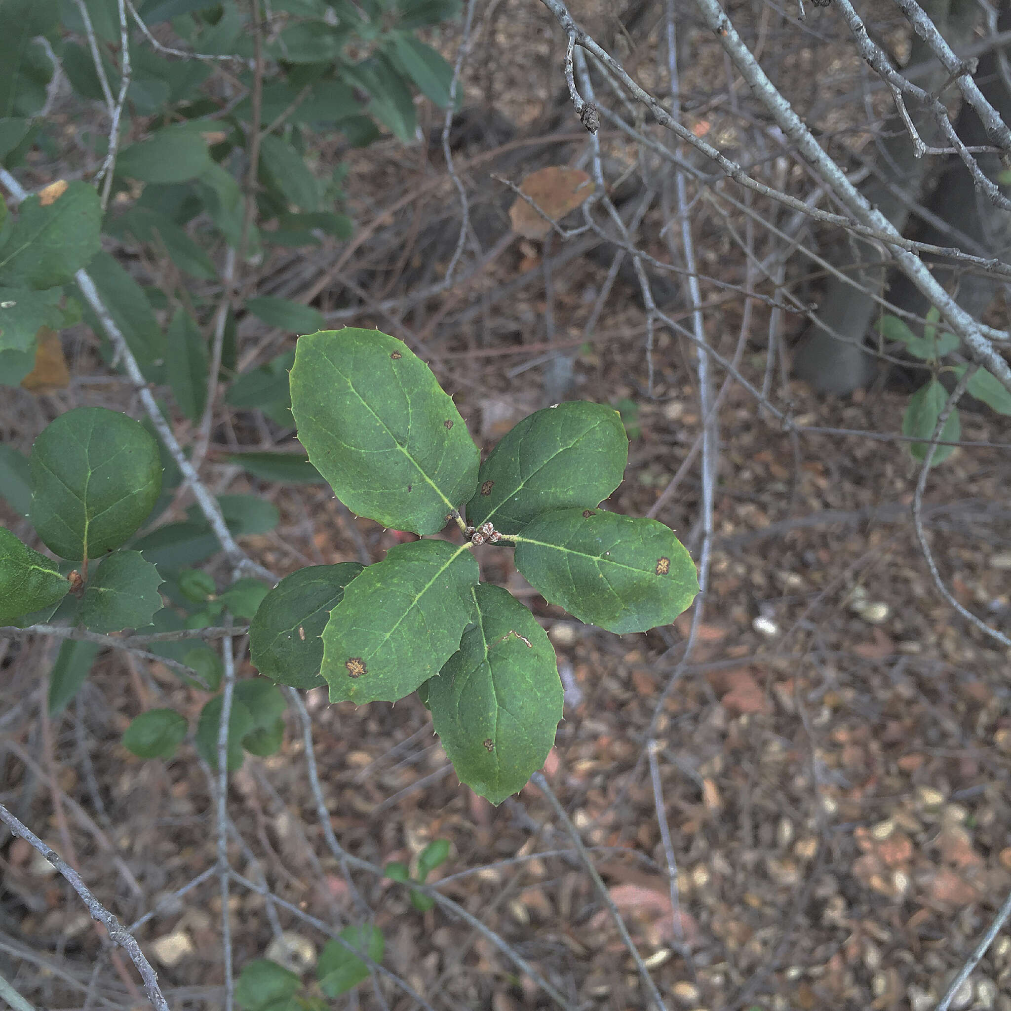 Image of interior live oak