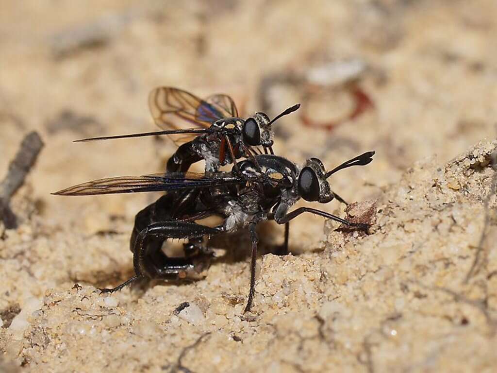 Image of Miltinus viduatus (Westwood 1835)