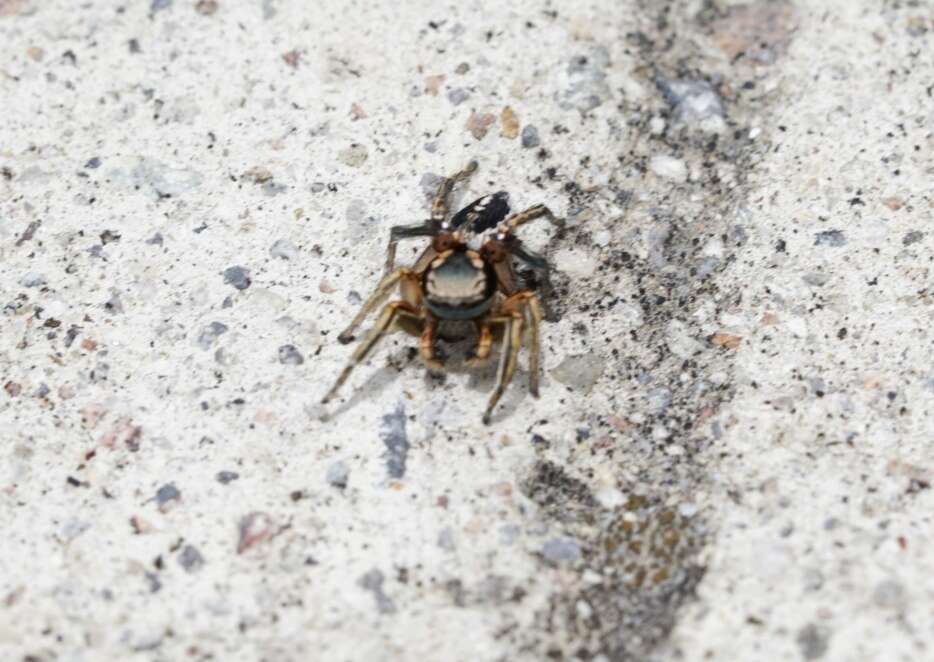 Image of Habronattus mexicanus (Peckham & Peckham 1896)