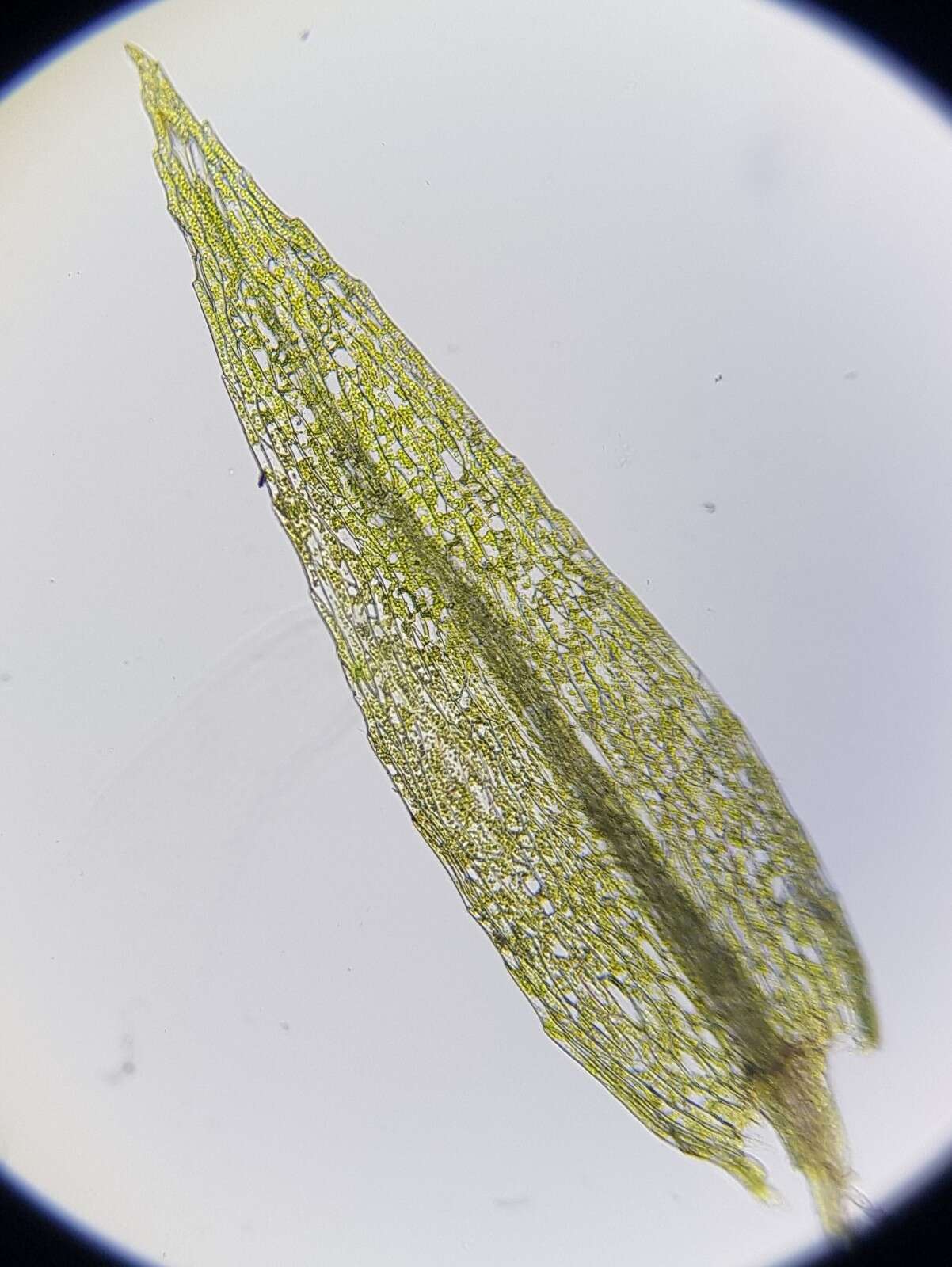 Image of pohlia moss