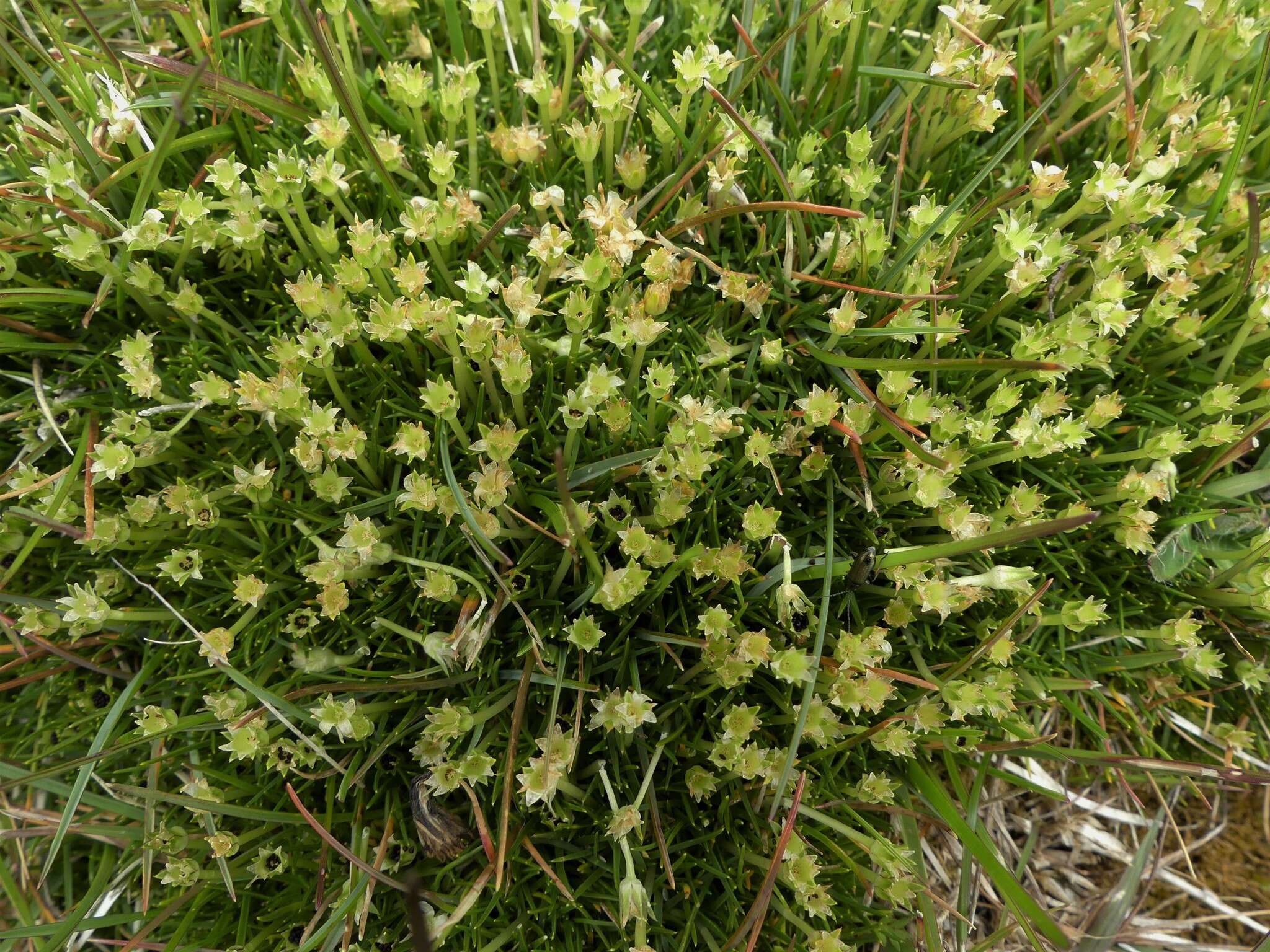 Image of Colobanthus apetalus (Labill.) Druce