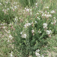 Imagem de Oenothera cinerea (Wooton & Standl.) W. L. Wagner & Hoch